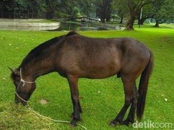 Ketika Sofi Menentramkan Berahi Sandalwood