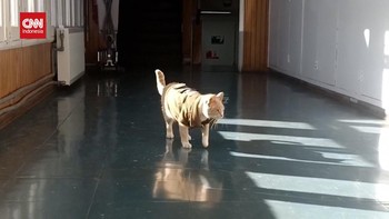 VIDEO: Aksi Gemas Naruto, Kucing Maskot Polisi di Kota Kecil Chile