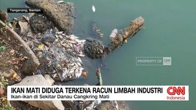 VIDEO: Ikan Mati Diduga Terkena Racun Limbah Industri
