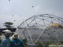 Rekor! Ribuan Kupu-Kupu Lokal Dilepas di Nuanu Creative City Tabanan
