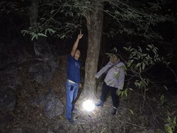 Lansia di Kupang Tewas Jatuh dari Pohon Asam 8 Meter