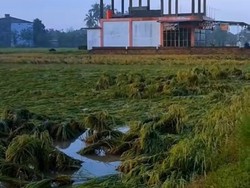 Ratusan Hektare Lahan Sawah di OKU Timur Ambruk, Petani Terancam Gagal Panen