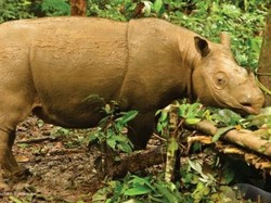 Ciri-ciri Badak Kalimantan, Ini Bedanya dengan Badak Sumatera