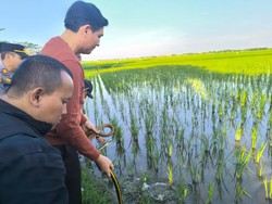 Pemkab Indramayu Targetkan Lepas 10 Ribu Ular Lindungi Sawah Petani