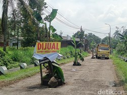 Warga Banyumas Tanam Pohon Pisang Protes Jalur Wisata Baturraden Rusak