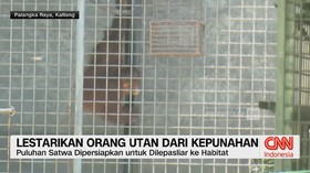 VIDEO: Lestarikan Orang Utan Dari Kepunahan