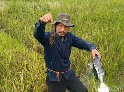 Petani CItamba Tasikmalaya Terancam Gagal Panen gegara Hama Tikus