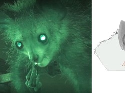 Ilmuwan Selidiki Perilaku Hewan Primata yang Ketahuan Mengupil
