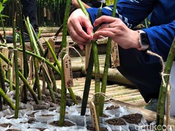 Upaya Pemprov Jakarta Dorong Masyarakat Kenali Ekowisata Berkelanjutan