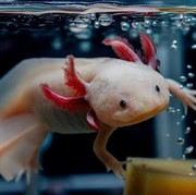 Aneh Tapi Nyata! Ini 7 Hewan Abadi yang Tetap Hidup Meski Sudah Terpenggal