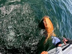 Kisah Langka Hiu Jeruk di Laut Karibia
