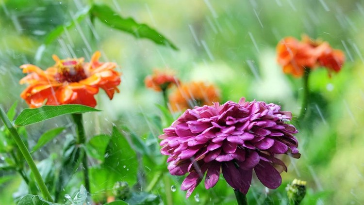 Flower zinnia in the rain with a blurred background