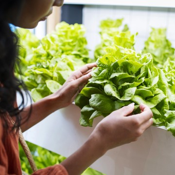 10 Jenis Sayuran Rendah Kalori, Bisa Dikreasikan untuk Beragam Masakan saat Diet