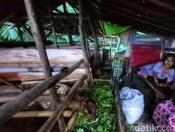 Etin Tinggal di Kandang Domba Sempit, Bupati Sukabumi Turun Tangan