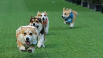 FOTO: Lucunya Anjing Corgi Adu Cepat di Ajang Internasional