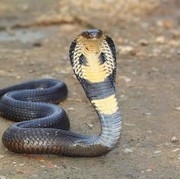 Awas! 5 Aroma yang Bisa Mengundang Ular Masuk Rumah