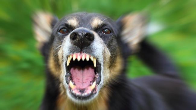 Ciri ciri anjing rabies.