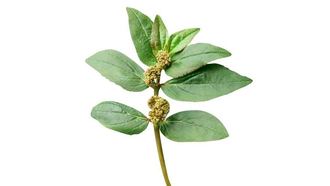 Nama tanaman patikan kebo boleh jadi jarang terdengar. Tapi, siapa sangka air rebusan daun patikan kebo ternyata punya banyak manfaat untuk kesehatan.