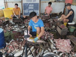 Melihat Sentra Ikan Gabus Giling, Pemasok Bahan Baku Pempek Palembang