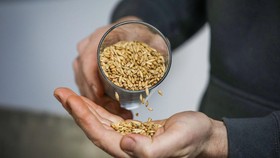 FOTO: Barley, Bahan 'Talbinah' Obat Kesedihan Rasulullah SAW