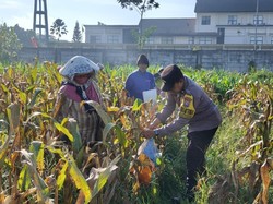 Dukung Ketahanan Pangan, Polresta Malang Kota Panen 2,5 Ton Jagung