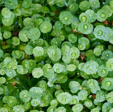 5 Manfaat Centella Asiatica untuk Kulit Sehat dan Glowing