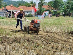 Cara Petani Pangandaran Rayakan Panen Raya dengan Balap Traktor