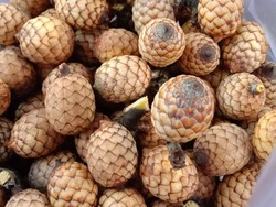 Buah Rotan Asal Kalimantan yang Terkenal dengan Rasa Asamnya