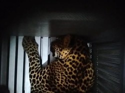 Pengelola Lembang Park & Zoo: Macan Tutul Kabur Jebol Kandang