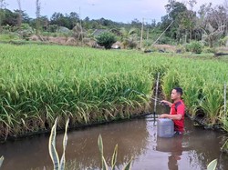 Perkuat Ketahanan Energi-Pangan, Pertamina Dukung 110 Inovasi Lewat PFmuda