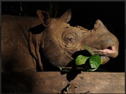 Persebaran Fauna Oriental di Indonesia, Sebagian Ada di Kalimantan