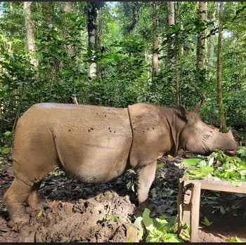 Badak Kalimantan Diambang Kepunahan, Hanya Tersisa 2 Betina di Alam