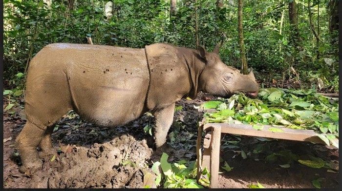 Badak Kalimantan Diambang Kepunahan, Hanya Tersisa 2 Betina di Alam