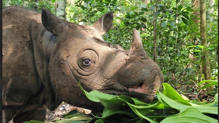 Potret Pari, Satu dari Dua Badak Kalimantan yang Tersisa