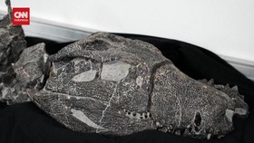 VIDEO: Fosil Buaya Purba Pemakan Dinosaurus Ditemukan di Patagonia