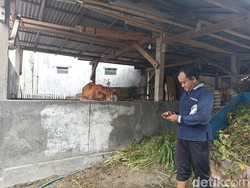 Terekam CCTV Aksi Pencurian Sapi Rp 30 Juta di Rumah Ketua RT Kota Blitar