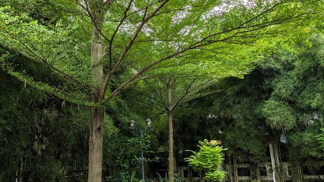 7 Pohon Peneduh Rumah yang Aesthetic, Cocok untuk Halaman