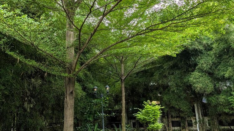 Ilustrasi Terminalia mantaly atau pohon Ketapang Kencana Terminalia mantaly or in Indonesia called Ketapang Kencana tree. Is a type of shade plant