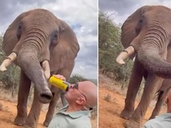 Kok Jahat Banget sih? Turis di Kenya Kasih Minum Bir ke Gajah