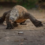 5 Hewan Purba yang Masih Hidup di Indonesia, Sudah Tahu?