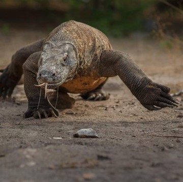 5 Hewan Purba yang Masih Hidup di Indonesia, Sudah Tahu?