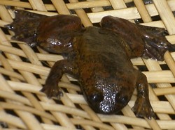 Ini Jakai, Katak Kepala Pipih Tanpa Paru-paru di Kalimantan