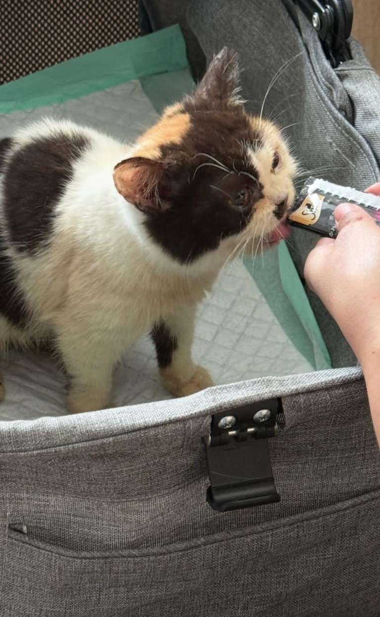Kucing Uya Kuya Kucing Uya Kuya