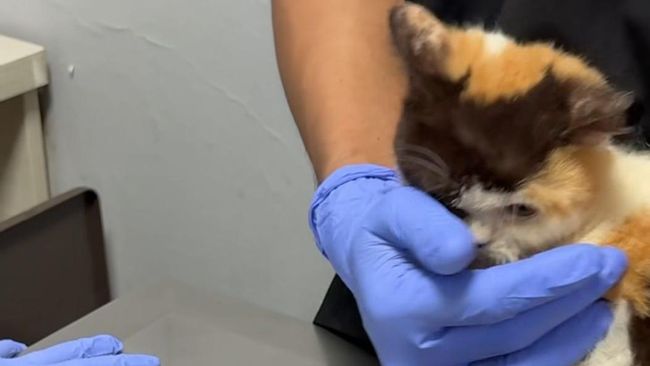 Memprihatinkan, Ini 7 Potret Kondisi Kucing Uya Kuya yang Diselamatkan Sherina