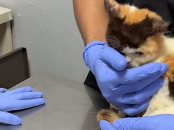 Memprihatinkan, Ini 7 Potret Kondisi Kucing Uya Kuya yang Diselamatkan Sherina