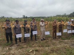 Polisi dan BumDes di Kuansing Panen 10 Ton Jagung Dukung Swasembada Pangan