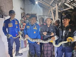 Paniknya Rasiti Kala Ular Sanca Ditemukan di Belakang Rumah