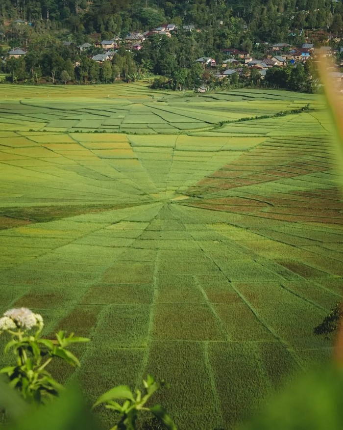 Sawah Lingko Spider Web. Berlokasi di Ruteng, Nusa Tenggara Timur/Foto: instagram.com/fahrullllll