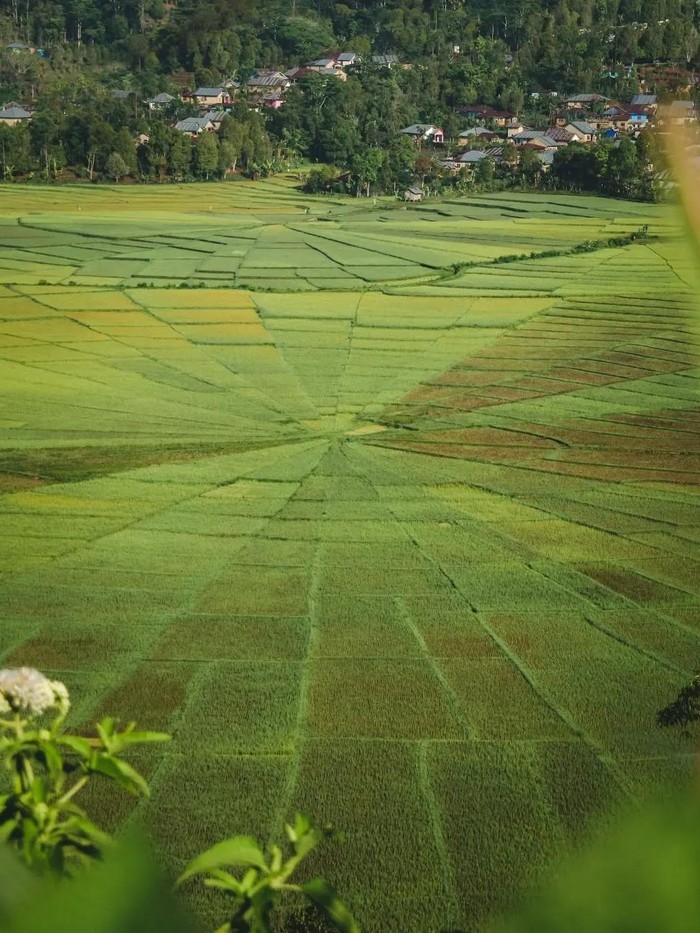 Sawah Lingko Spider Web. Berlokasi di Ruteng, Nusa Tenggara Timur/Foto: instagram.com/fahrullllll