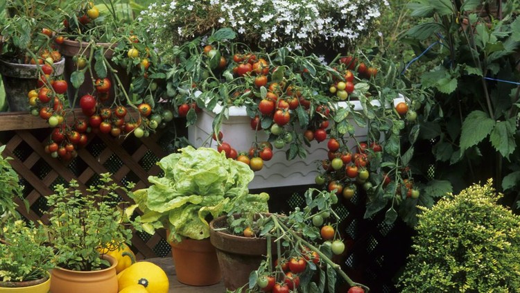 Ilustrasi tanaman Lycopersicon esculentum / Tomate cerise 'Tumbler' / Lactuca sativa / Laitue / Mentha sp. / Menthe